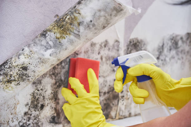 Best Forensic Mold Investigation  in Hideaway, TX